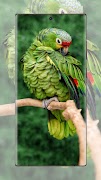 5 Schermata Carta da parati pappagallo