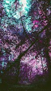 Wallpaper Hutan screenshot 4