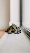 Turtle Wallpaper স্ক্রিনশট 3