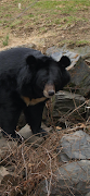 Sloth Bear ảnh chụp màn hình 4
