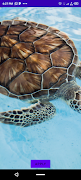 Turtle Wallpaper 截图 2
