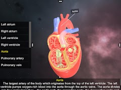 برنامه‌نما Double circulation عکس از صفحه