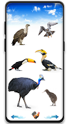 برنامه‌نما Bird sounds عکس از صفحه