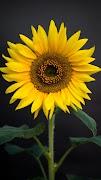 2 Schermata Sunflower Wallpapers
