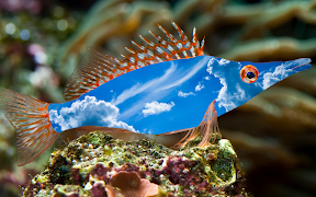 Flashy Fish ảnh chụp màn hình 1