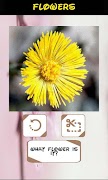 Automatic Identifier Flowers screenshot 1
