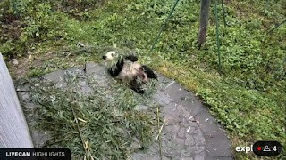 Animals in WebCam 포스터