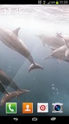 River Dolphin Live Wallpaper पोस्टर