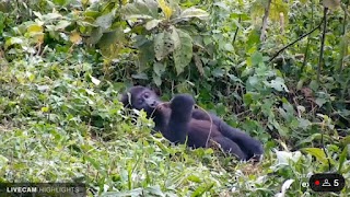 Animals in WebCam 스크린샷 2