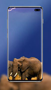 Elephant Wallpaper Plakat