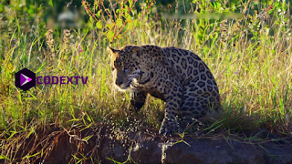 CodexTv Player captura de pantalla 4