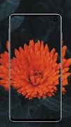 Flower Wallpaper screenshot 4