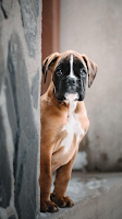 Boxer Wallpapers captura de pantalla 2