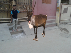 Animals Camera Frames 截图 5