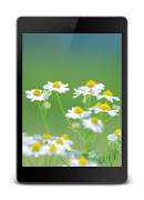 Daisy Lock Screen اسکرین شاٹ 7