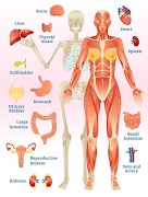 Human Body Encyclopedia syot layar 4