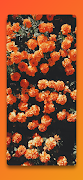 Cool Orange Wallpapers تصوير الشاشة 6