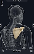My Skeleton Anatomy 截图 4