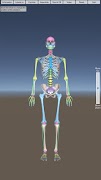 Skeletal System Cartaz