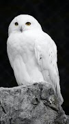 Owl Wallpaper imagem de tela 1