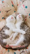 2 Schermata AppLock Theme Cute Cat