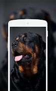 برنامه‌نما Rottweiler Wallpaper عکس از صفحه