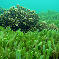 Seaweeds Recipes