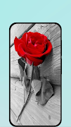 Rose Wallpapers captura de pantalla 1