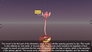 3D Human Digestive System screenshot 2