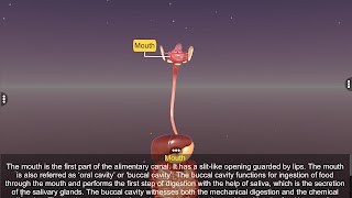 3D Human Digestive System Ekran Görüntüsü 2