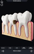 Dental Anatomy Pro. screenshot 3