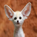 Cute animals