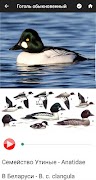 Птицы Беларуси 스크린샷 2