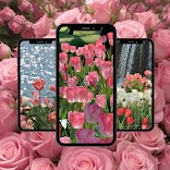 ”Flower Pink Wallpaper World HD