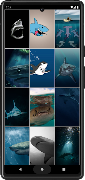 Shark Wallpapers screenshot 2