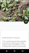 Vegetables For Health screenshot 4