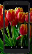 Flower Wallpapers captura de pantalla 4