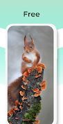 Cute Squirrel Wallpapers HD скриншот 4