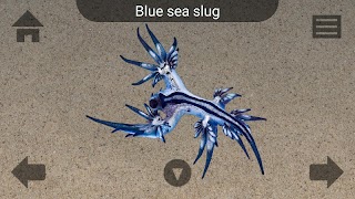 Marine Life ภาพหน้าจอ 3