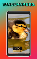 chicken nature beauty cool pics nice Wallpaper screenshot 1