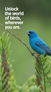 6 Schermata Audubon Bird Guide