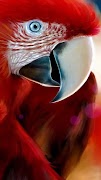 Bird Wallpapers captura de pantalla 3