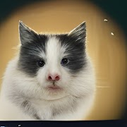 برنامه‌نما Chimera App عکس از صفحه