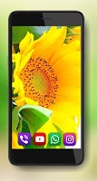 Sunflower Favorite captura de pantalla 3