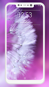 Dandelion Wallpaper screenshot 1