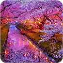 Cherry Blossom Wallpaper APK