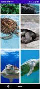 Turtle Wallpaper 截图 1