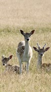 Deer Wallpapers Ekran Görüntüsü 1