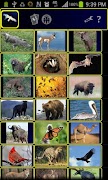 Power Animals poster