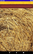 برنامه‌نما a needle in a haystack عکس از صفحه